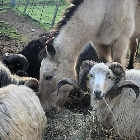 Ferme De Roccapina ベッド・アンド・ブレックファスト 3*