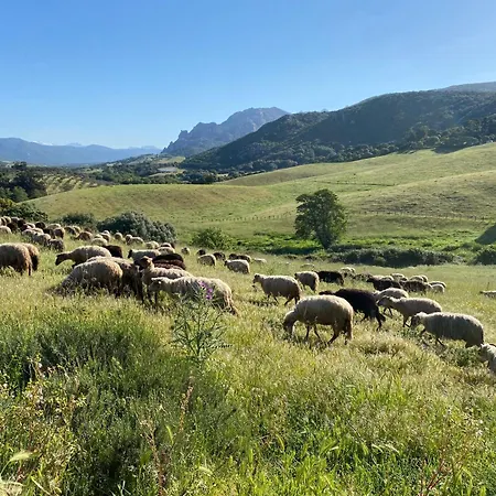 לינה וארוחת בוקר Ferme De Roccapina Sarragia