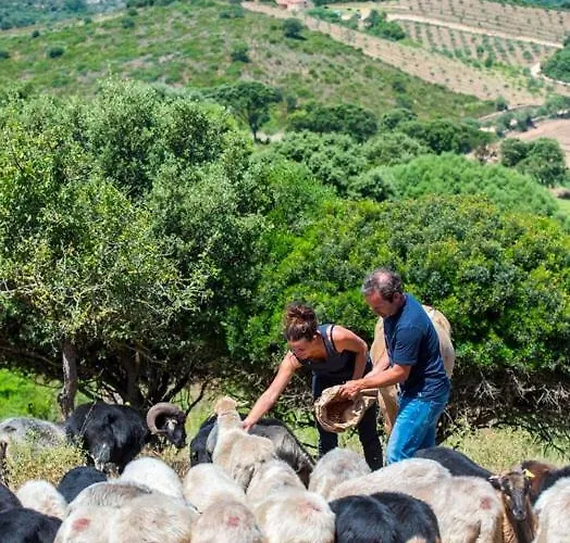Ferme De Roccapina 住宿加早餐酒店 Sarragia