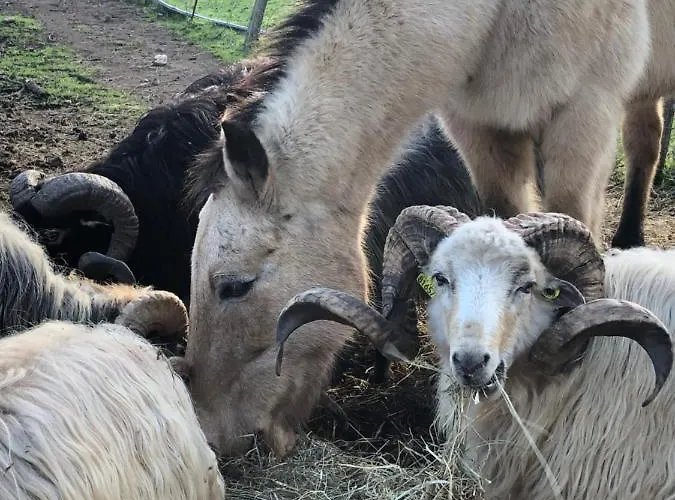 Ferme De Roccapina ベッド・アンド・ブレックファスト 3*